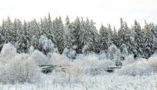 Winter Forest In The Sunny Evening Stock Photo Winter Forest In The Sunny Evening Stock Photo