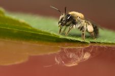 Bee - Apis Mellifera Royalty Free Stock Images Bee - Apis Mellifera Royalty Free Stock Images