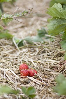 Strawberry At Kenyon Hall Farm Stock Photo