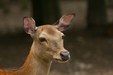 Portrait Of Sika Deer. Royalty Free Stock Photos