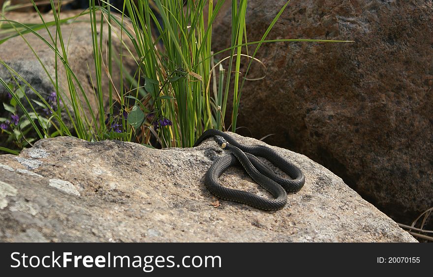 Snake on a stone, on the sun, Northern landscape. Snake on a stone, on the sun, Northern landscape