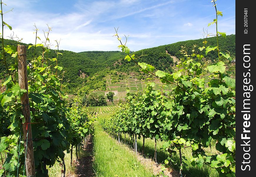 Green vineyard on Moselle near Breadern