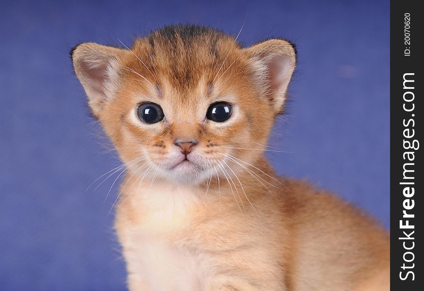 Little abyssinian kitten ruddy color portrait closeup looking at camera. Little abyssinian kitten ruddy color portrait closeup looking at camera