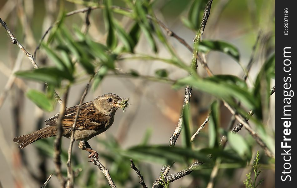 The sparrow bird holds insects in a beak. The sparrow bird holds insects in a beak