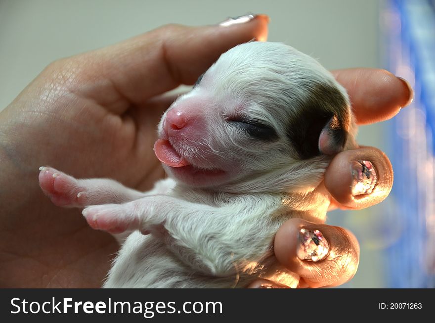 Newborn puppy in my hand