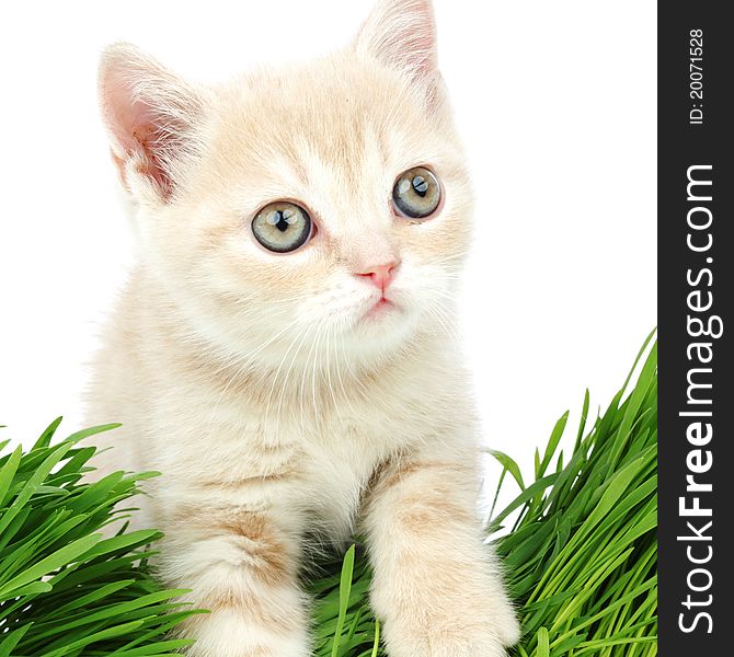 Cat behind grass isolated on white background