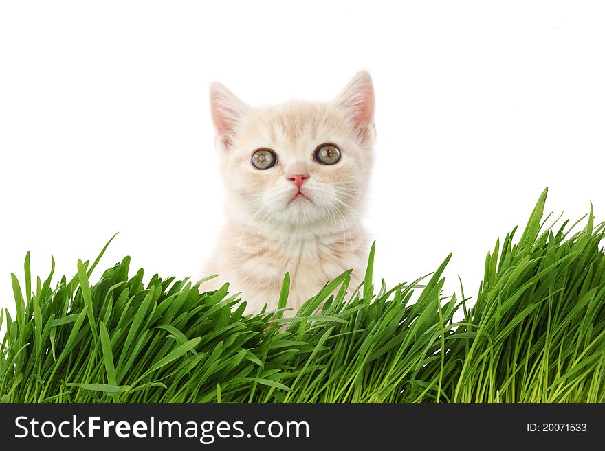 Cat behind grass isolated on white background