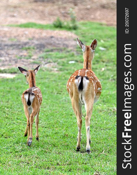 Young sika deer and their mother