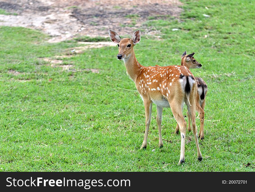 Young sika deer and their mother