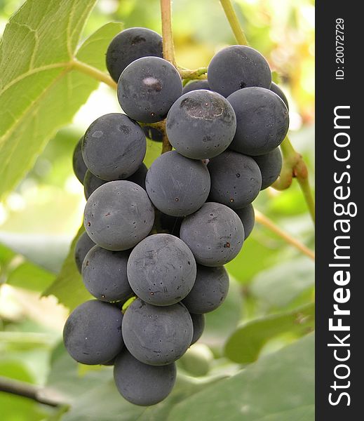Cluster of muscadine grapes handing