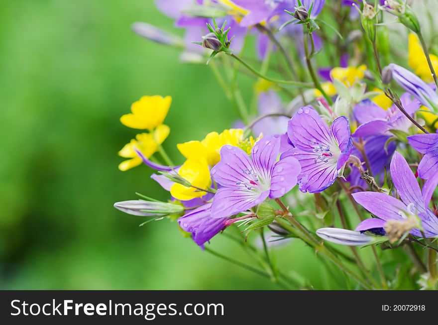 Beautiful spring flowers on meadow