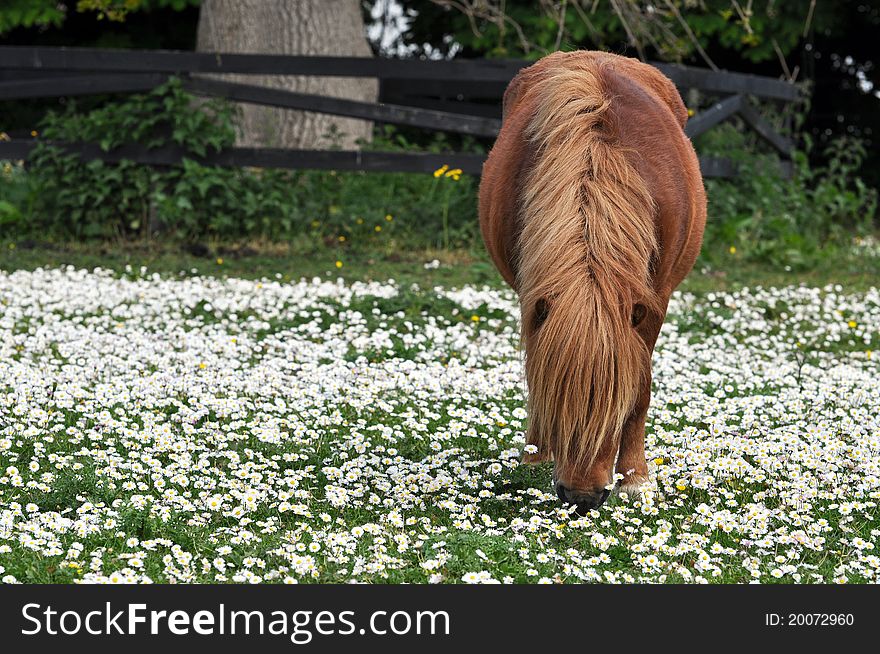 Chestnut Grazing Pony