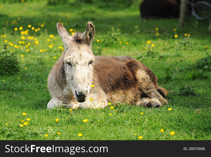 Sleepy donkey in the airfield farm in Ireland