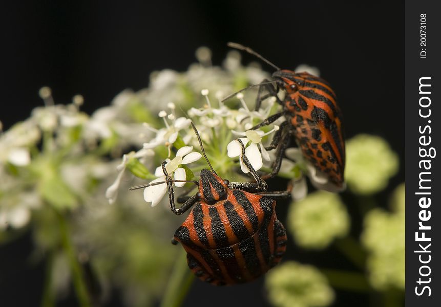 Graphosoma lineatum - beetle in red black stripes