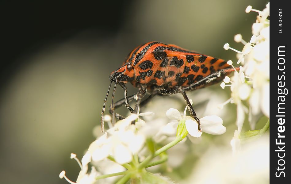 Graphosoma lineatum - beetle in red black stripes