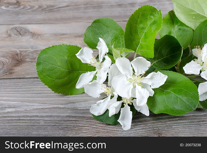 Branch of an apple-tree with a flower