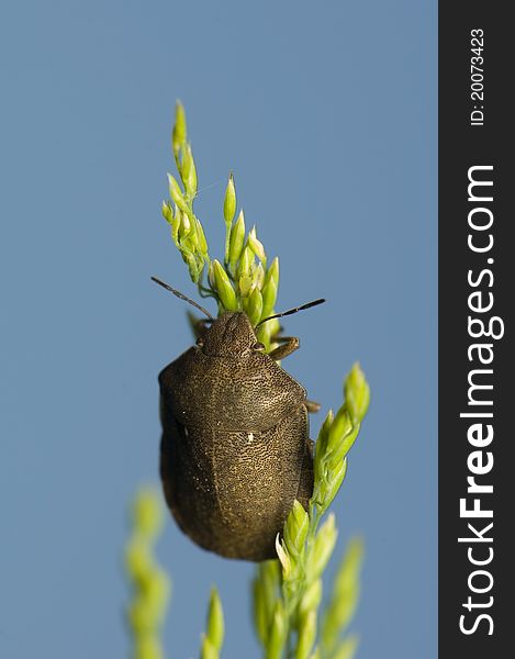 Eurygaster testudinaria - little beetle on grass