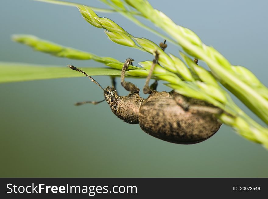 Liophloeus - little beetle on grass