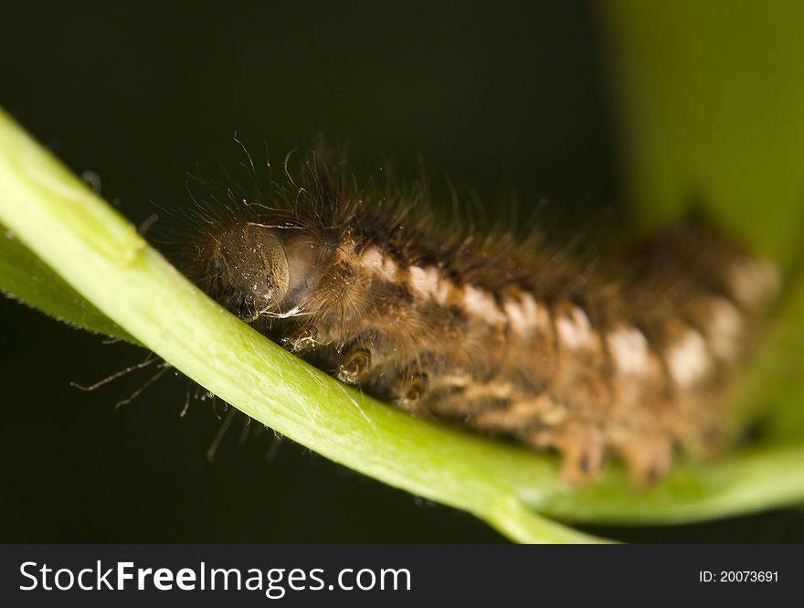 Euthrix - small caterpillar butterfly / moth. Euthrix - small caterpillar butterfly / moth