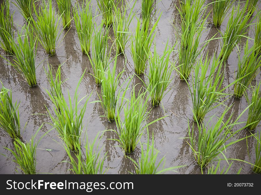 Rice growing in the water field. Rice growing in the water field