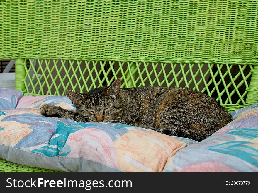 The campground cat of Wapakoneta, Ohio, taking a nap on a bright green wicker bench outside the camp store. The campground cat of Wapakoneta, Ohio, taking a nap on a bright green wicker bench outside the camp store.