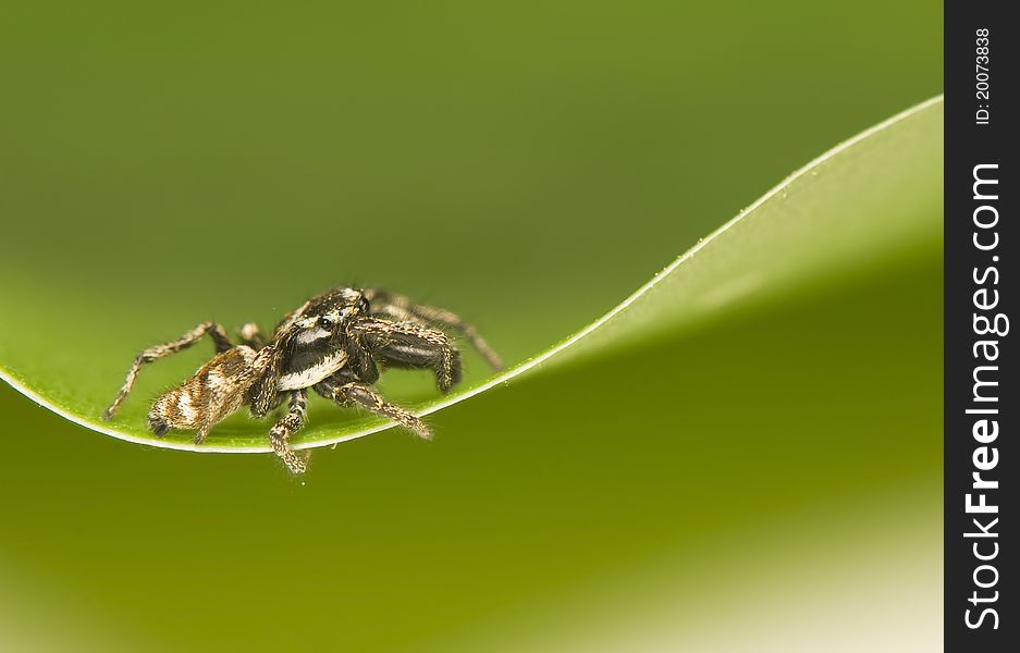 Salticus - a small jumping spider on green leaf