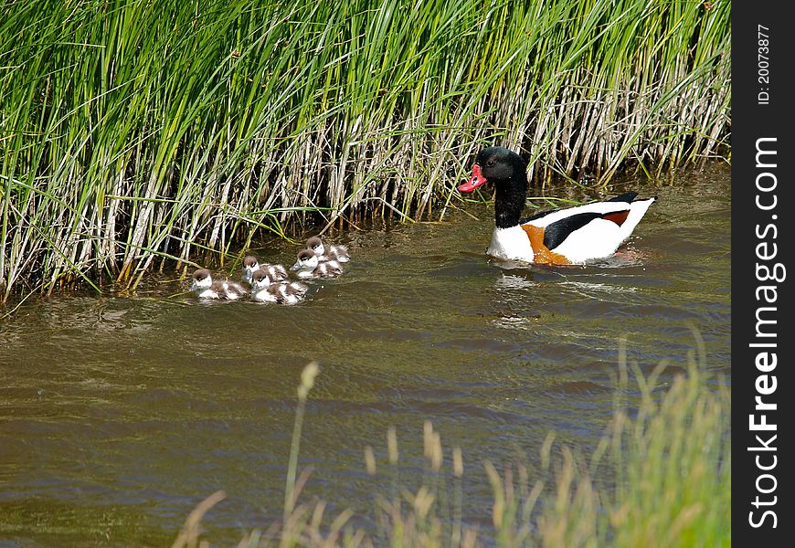 Shelduck With Young Ducks