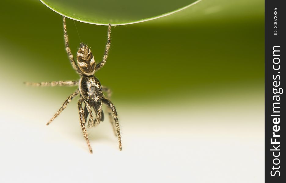 Salticus - a small jumping spider on green leaf