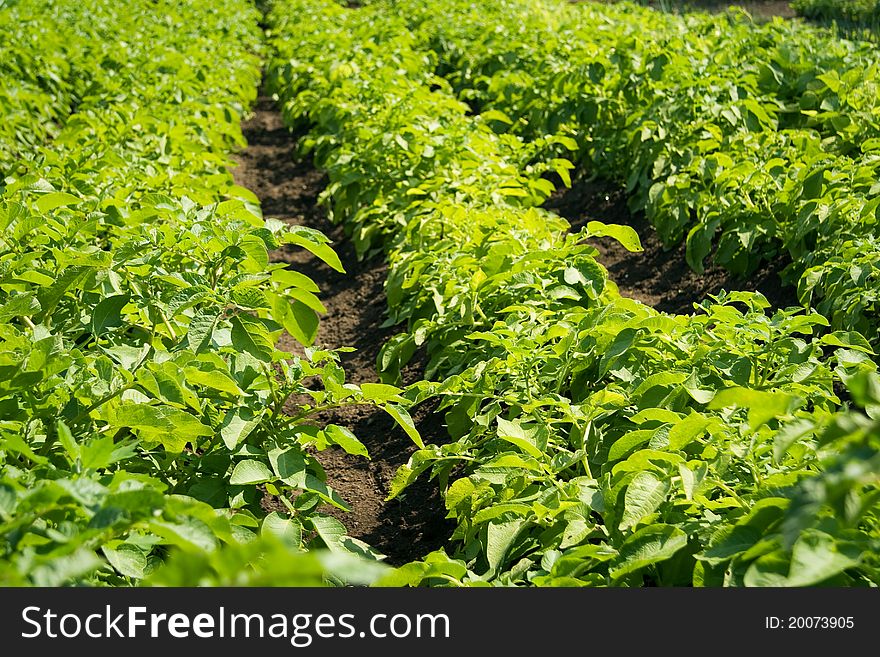Summer photo from a green potatoes field