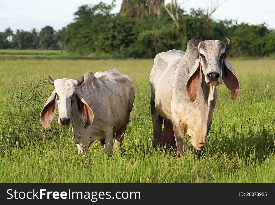 Cow resting on green grass. Cow resting on green grass