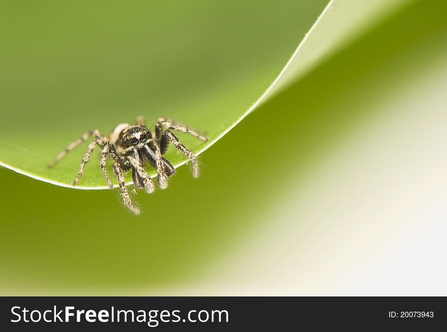 Salticus - a small jumping spider on green leaf