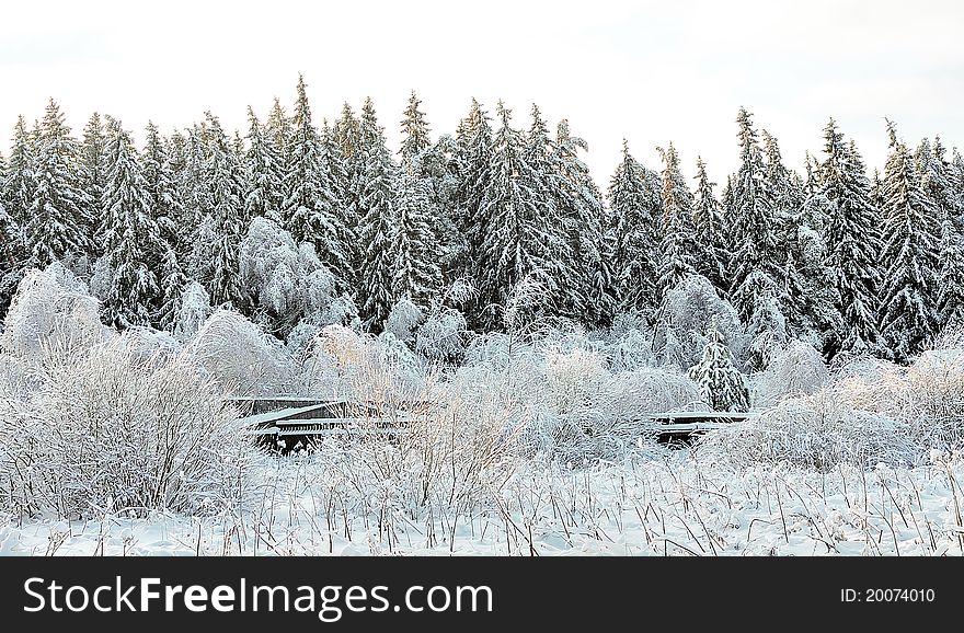 Beautiful winter forest in the sunny evening