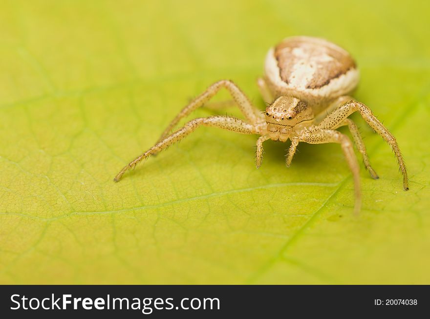 Xysticus - small spider on green leaf