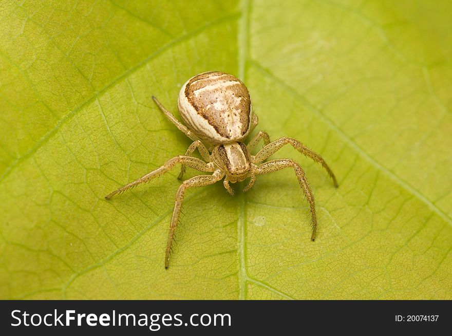 Xysticus - small spider on green leaf