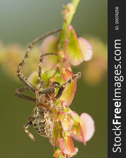 Larinioides sclopetarius - male - spider on a branch