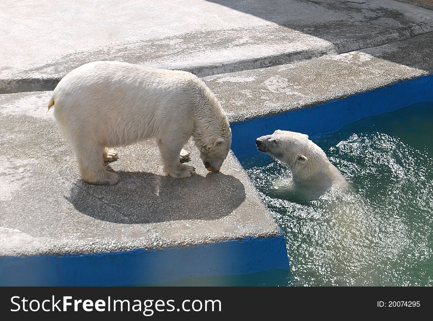 Couple of arctic bears in the pool