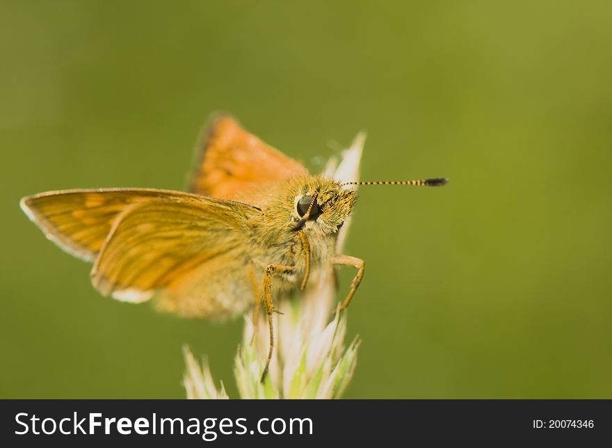 Ochlodes sylvanus - beautiful little orange butterfly