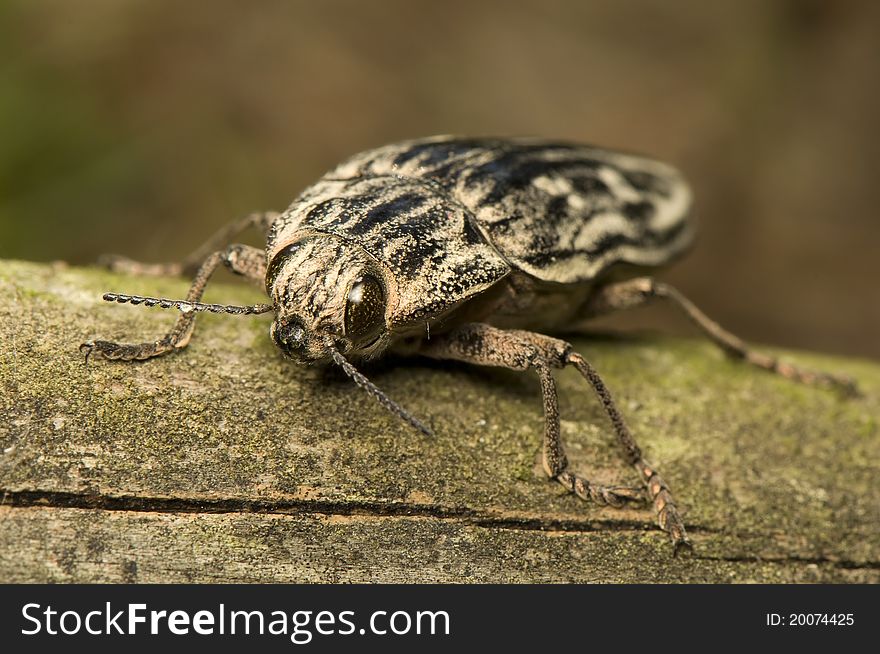 Chalcophora mariana - Beetle, the largest Buprestidae
