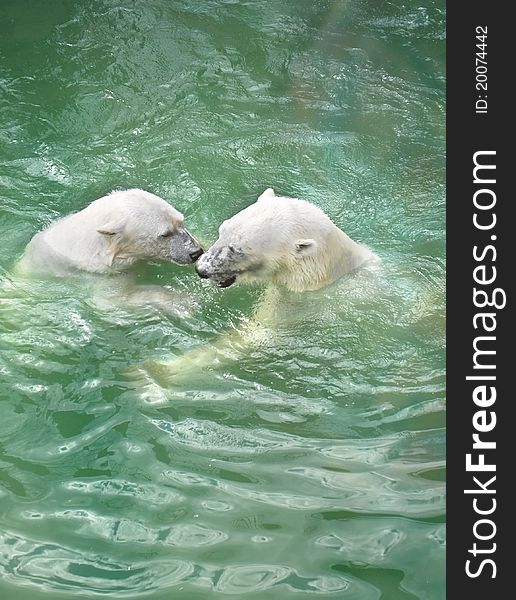 Couple of arctic bears in the pool