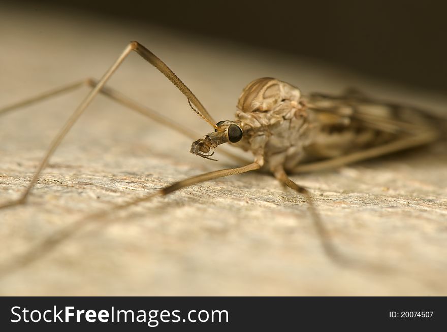 Tipulidae - very large brown mosquito