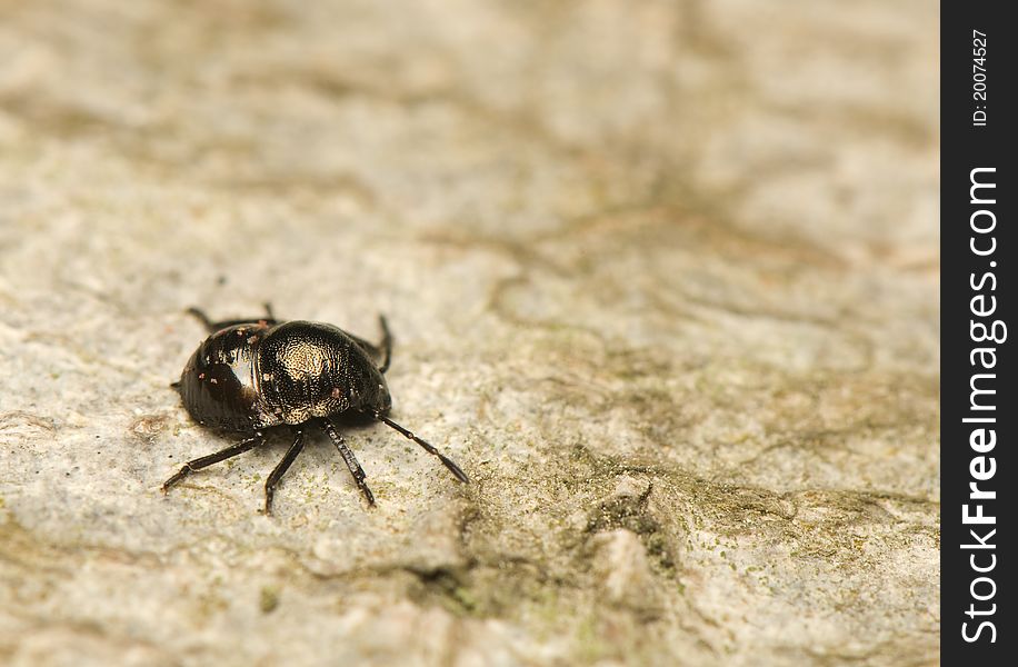 Nymph - small round blue beetle