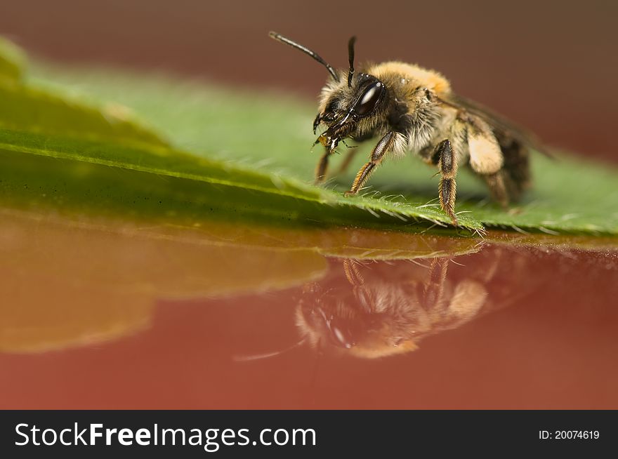 Bee - Apis mellifera - little busy bee
