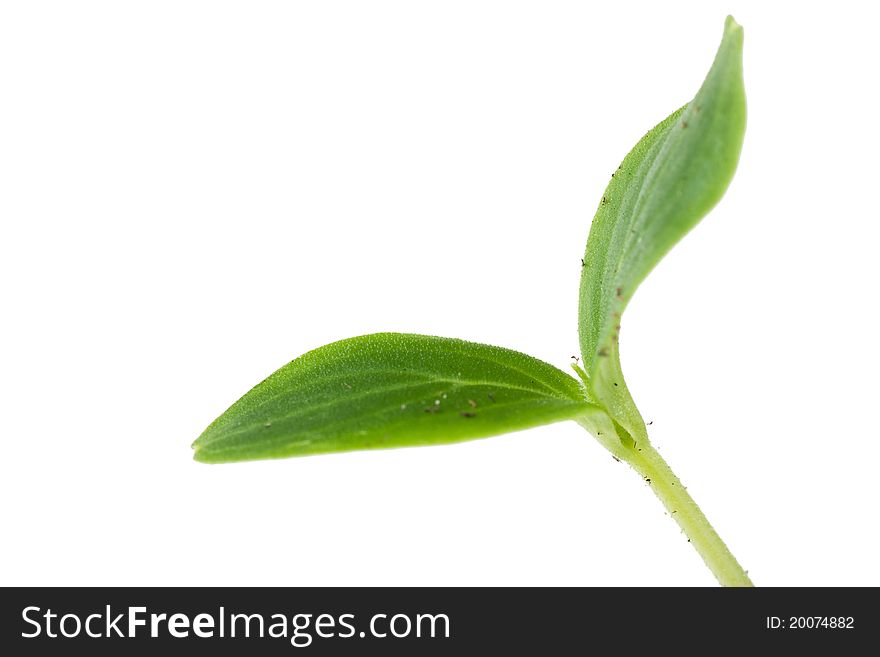 Small plant isolated over white background. Small plant isolated over white background