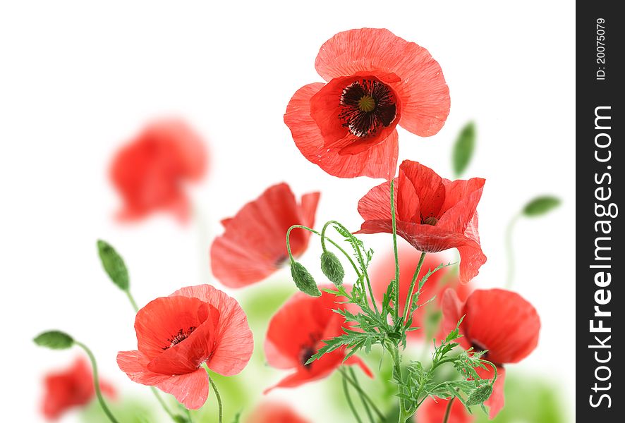 Beautiful red poppies isolated on a white background.