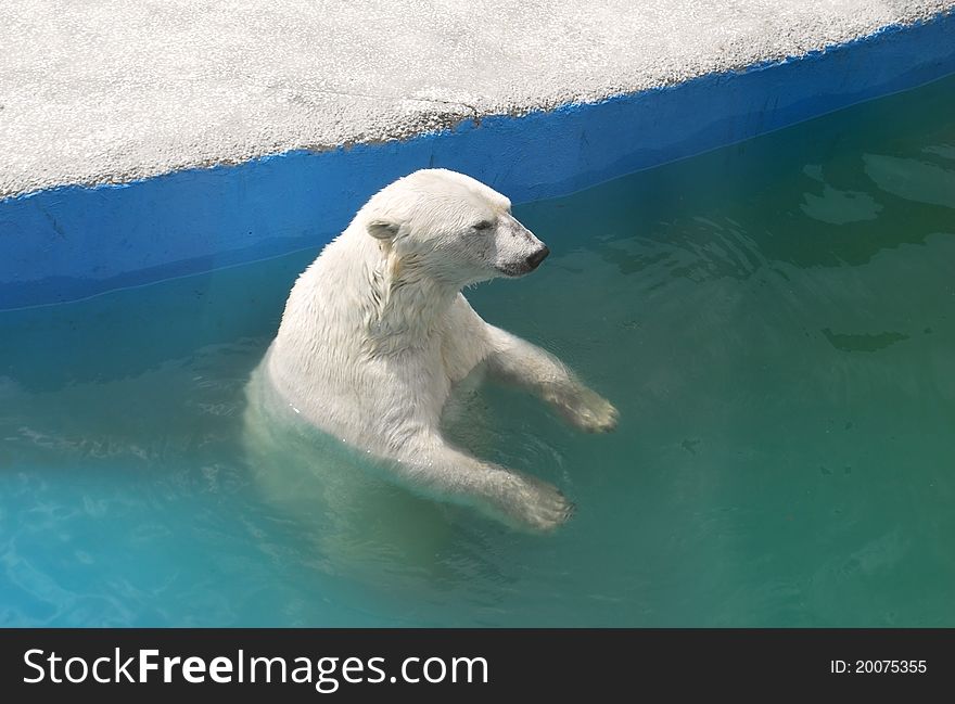 One white arctic bear in the pool