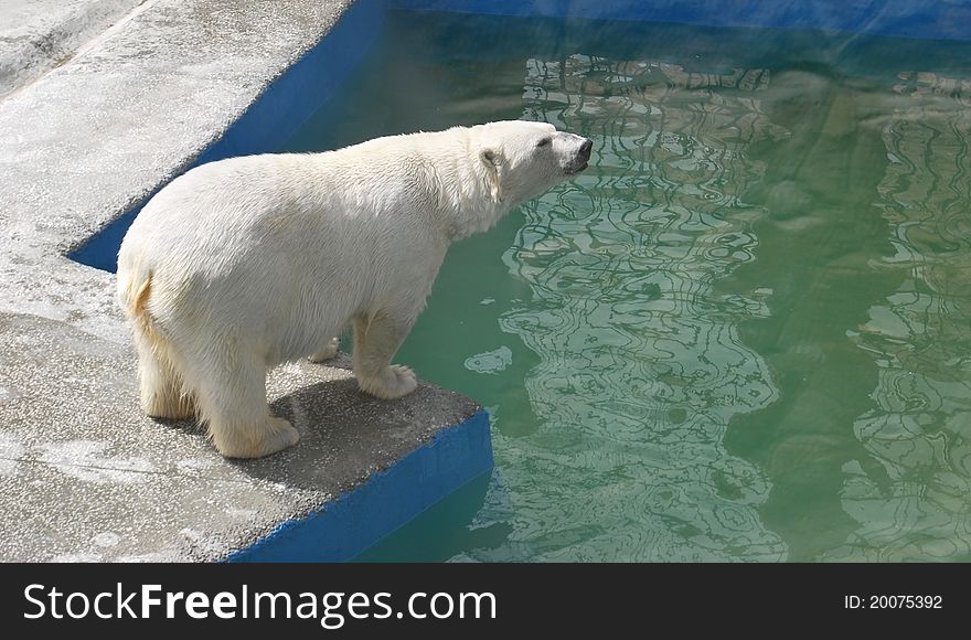 One white arctic bear in the pool