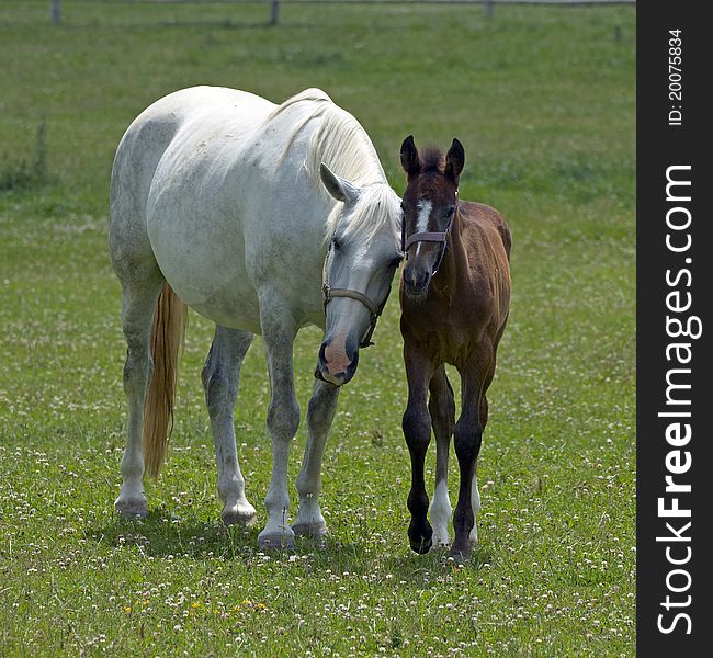 Two horses on the farm