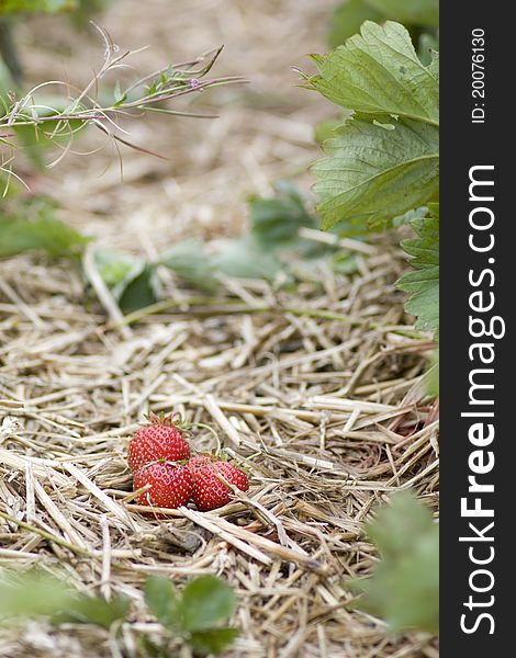 Summer time hand pick Strawberry from Kenyon Hall Farm, near Warrington, UK. Summer time hand pick Strawberry from Kenyon Hall Farm, near Warrington, UK