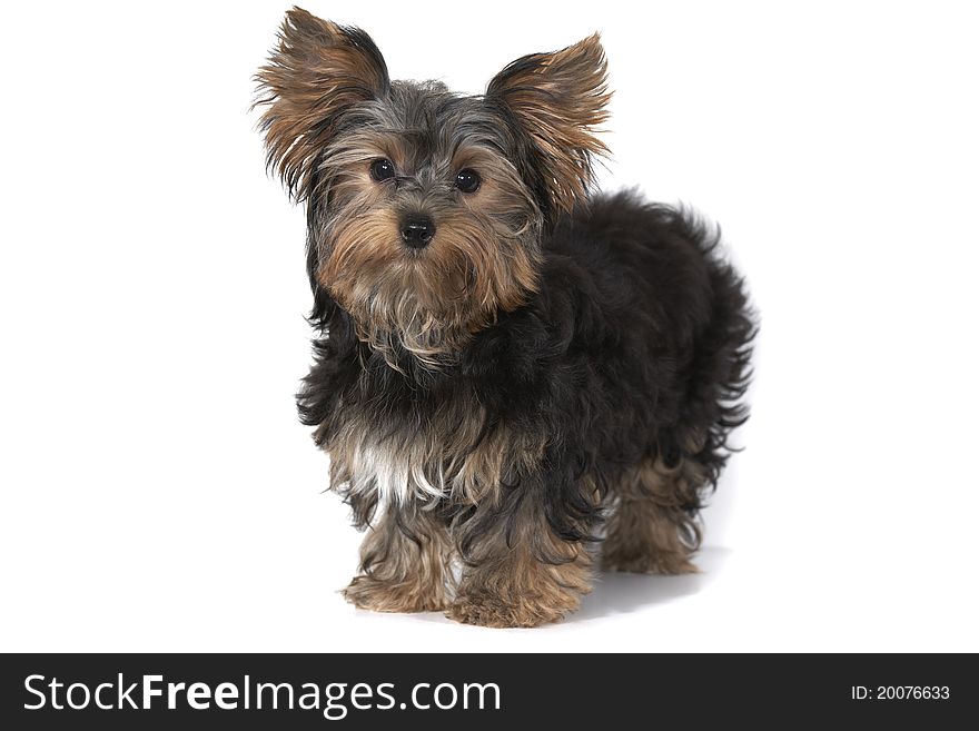 Yorkshire puppy on white background