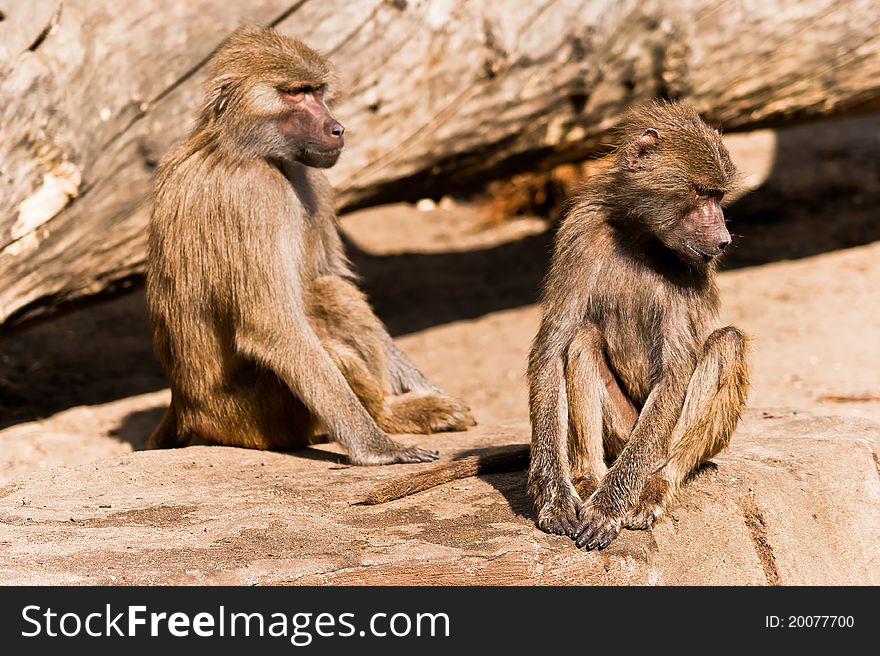 Two male baboons in a ZOO